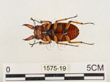 中文名:兩點鋸鍬形蟲(1575-19)學名:Prosopocoilus blanchardi (Parry, 1873)(1575-19)中文別名:雙紅鋸鍬形蟲