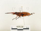 中文名:兩點鋸鍬形蟲(1575-30)學名:Prosopocoilus blanchardi (Parry, 1873)(1575-30)中文別名:雙紅鋸鍬形蟲