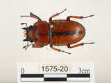 中文名:兩點鋸鍬形蟲(1575-20)學名:Prosopocoilus blanchardi (Parry, 1873)(1575-20)中文別名:雙紅鋸鍬形蟲