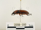 中文名:兩點鋸鍬形蟲(2098-100)學名:Prosopocoilus blanchardi (Parry, 1873)(2098-100)中文別名:雙紅鋸鍬形蟲