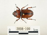 中文名:兩點鋸鍬形蟲(2098-100)學名:Prosopocoilus blanchardi (Parry, 1873)(2098-100)中文別名:雙紅鋸鍬形蟲