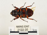 中文名:兩點鋸鍬形蟲(2122-35)學名:Prosopocoilus blanchardi (Parry, 1873)(2122-35)中文別名:雙紅鋸鍬形蟲