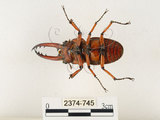 中文名:兩點鋸鍬形蟲(2374-745)學名:Prosopocoilus blanchardi (Parry, 1873)(2374-745)中文別名:雙紅鋸鍬形蟲