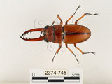 中文名:兩點鋸鍬形蟲(2374-745)學名:Prosopocoilus blanchardi (Parry, 1873)(2374-745)中文別名:雙紅鋸鍬形蟲