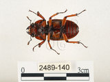 中文名:兩點鋸鍬形蟲(2489-140)學名:Prosopocoilus blanchardi (Parry, 1873)(2489-140)中文別名:雙紅鋸鍬形蟲