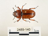 中文名:兩點鋸鍬形蟲(2489-140)學名:Prosopocoilus blanchardi (Parry, 1873)(2489-140)中文別名:雙紅鋸鍬形蟲