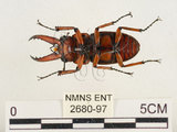 中文名:兩點鋸鍬形蟲(2680-97)學名:Prosopocoilus blanchardi (Parry, 1873)(2680-97)中文別名:雙紅鋸鍬形蟲