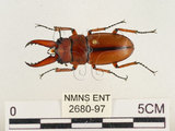 中文名:兩點鋸鍬形蟲(2680-97)學名:Prosopocoilus blanchardi (Parry, 1873)(2680-97)中文別名:雙紅鋸鍬形蟲