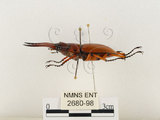 中文名:兩點鋸鍬形蟲(2680-98)學名:Prosopocoilus blanchardi (Parry, 1873)(2680-98)中文別名:雙紅鋸鍬形蟲
