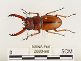 中文名:兩點鋸鍬形蟲(2680-98)學名:Prosopocoilus blanchardi (Parry, 1873)(2680-98)中文別名:雙紅鋸鍬形蟲