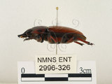 中文名:兩點鋸鍬形蟲(2996-326)學名:Prosopocoilus blanchardi (Parry, 1873)(2996-326)中文別名:雙紅鋸鍬形蟲