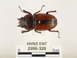 中文名:兩點鋸鍬形蟲(2996-326)學名:Prosopocoilus blanchardi (Parry, 1873)(2996-326)中文別名:雙紅鋸鍬形蟲