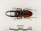 中文名:兩點鋸鍬形蟲(3602-19)學名:Prosopocoilus blanchardi (Parry, 1873)(3602-19)中文別名:雙紅鋸鍬形蟲