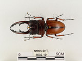中文名:兩點鋸鍬形蟲(3602-19)學名:Prosopocoilus blanchardi (Parry, 1873)(3602-19)中文別名:雙紅鋸鍬形蟲