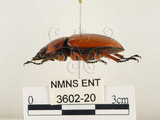 中文名:兩點鋸鍬形蟲(3602-20)學名:Prosopocoilus blanchardi (Parry, 1873)(3602-20)中文別名:雙紅鋸鍬形蟲