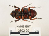 中文名:兩點鋸鍬形蟲(3602-20)學名:Prosopocoilus blanchardi (Parry, 1873)(3602-20)中文別名:雙紅鋸鍬形蟲