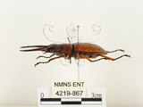 中文名:兩點鋸鍬形蟲(4219-867)學名:Prosopocoilus blanchardi (Parry, 1873)(4219-867)中文別名:雙紅鋸鍬形蟲