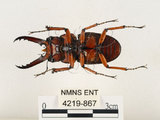 中文名:兩點鋸鍬形蟲(4219-867)學名:Prosopocoilus blanchardi (Parry, 1873)(4219-867)中文別名:雙紅鋸鍬形蟲