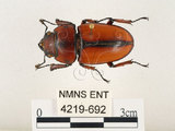 中文名:兩點鋸鍬形蟲(4219-692)學名:Prosopocoilus blanchardi (Parry, 1873)(4219-692)中文別名:雙紅鋸鍬形蟲