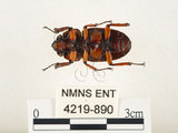 中文名:兩點鋸鍬形蟲(4219-890)學名:Prosopocoilus blanchardi (Parry, 1873)(4219-890)中文別名:雙紅鋸鍬形蟲