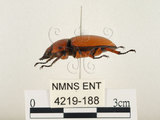 中文名:兩點鋸鍬形蟲(4219-188)學名:Prosopocoilus blanchardi (Parry, 1873)(4219-188)中文別名:雙紅鋸鍬形蟲