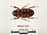 中文名:兩點鋸鍬形蟲(4784-63)學名:Prosopocoilus blanchardi (Parry, 1873)(4784-63)中文別名:雙紅鋸鍬形蟲