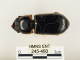 中文名:大黑艷蟲(245-460)學名:Aceraius grandis (Burmeister, 1847)(245-460)中文別名:大黑豔蟲