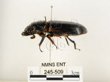 中文名:大黑艷蟲(245-509)學名:Aceraius grandis (Burmeister, 1847)(245-509)中文別名:大黑豔蟲
