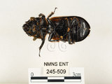 中文名:大黑艷蟲(245-509)學名:Aceraius grandis (Burmeister, 1847)(245-509)中文別名:大黑豔蟲