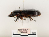 中文名:大黑艷蟲(246-811)學名:Aceraius grandis (Burmeister, 1847)(246-811)中文別名:大黑豔蟲