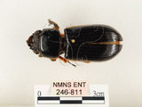 中文名:大黑艷蟲(246-811)學名:Aceraius grandis (Burmeister, 1847)(246-811)中文別名:大黑豔蟲