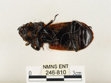 中文名:大黑艷蟲(246-810)學名:Aceraius grandis (Burmeister, 1847)(246-810)中文別名:大黑豔蟲
