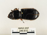 中文名:大黑艷蟲(246-810)學名:Aceraius grandis (Burmeister, 1847)(246-810)中文別名:大黑豔蟲