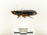 中文名:大黑艷蟲(725-1016)學名:Aceraius grandis (Burmeister, 1847)(725-1016)中文別名:大黑豔蟲