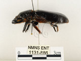 中文名:大黑艷蟲(1131-886)學名:Aceraius grandis (Burmeister, 1847)(1131-886)中文別名:大黑豔蟲