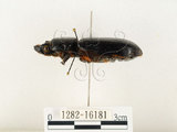 中文名:大黑艷蟲(1282-16181)學名:Aceraius grandis (Burmeister, 1847)(1282-16181)中文別名:大黑豔蟲