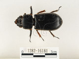 中文名:大黑艷蟲(1282-16181)學名:Aceraius grandis (Burmeister, 1847)(1282-16181)中文別名:大黑豔蟲