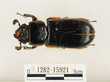 中文名:大黑艷蟲(1282-15921)學名:Aceraius grandis (Burmeister, 1847)(1282-15921)中文別名:大黑豔蟲