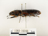 中文名:大黑艷蟲(1282-16166)學名:Aceraius grandis (Burmeister, 1847)(1282-16166)中文別名:大黑豔蟲
