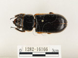 中文名:大黑艷蟲(1282-16166)學名:Aceraius grandis (Burmeister, 1847)(1282-16166)中文別名:大黑豔蟲