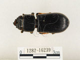 中文名:大黑艷蟲(1282-16239)學名:Aceraius grandis (Burmeister, 1847)(1282-16239)中文別名:大黑豔蟲