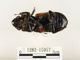 中文名:大黑艷蟲(1282-15957)學名:Aceraius grandis (Burmeister, 1847)(1282-15957)中文別名:大黑豔蟲