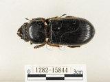 中文名:大黑艷蟲(1282-15844)學名:Aceraius grandis (Burmeister, 1847)(1282-15844)中文別名:大黑豔蟲