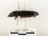 中文名:大黑艷蟲(1282-15876)學名:Aceraius grandis (Burmeister, 1847)(1282-15876)中文別名:大黑豔蟲