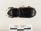 中文名:大黑艷蟲(1282-15907)學名:Aceraius grandis (Burmeister, 1847)(1282-15907)中文別名:大黑豔蟲