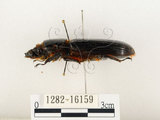 中文名:大黑艷蟲(1282-16159)學名:Aceraius grandis (Burmeister, 1847)(1282-16159)中文別名:大黑豔蟲