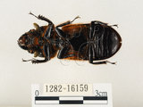 中文名:大黑艷蟲(1282-16159)學名:Aceraius grandis (Burmeister, 1847)(1282-16159)中文別名:大黑豔蟲