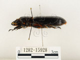 中文名:大黑艷蟲(1282-15928)學名:Aceraius grandis (Burmeister, 1847)(1282-15928)中文別名:大黑豔蟲