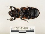 中文名:大黑艷蟲(1282-15928)學名:Aceraius grandis (Burmeister, 1847)(1282-15928)中文別名:大黑豔蟲