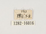 中文名:大黑艷蟲(1282-1601...
